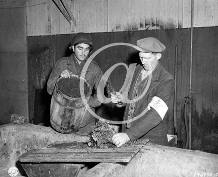 NATZWILLER(67130) Seconde guerre mondiale Dportation et Shoah - Camp de concentration de natzweiler - 17022005 Les feuilles des pommes de terre servaient  l
