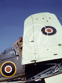 inconnu() Seconde guerre mondiale US Navy en couleurs - Srie 80-GK- : Un pilote de la RAF  descend de son appareil dont les ailes sont replies.